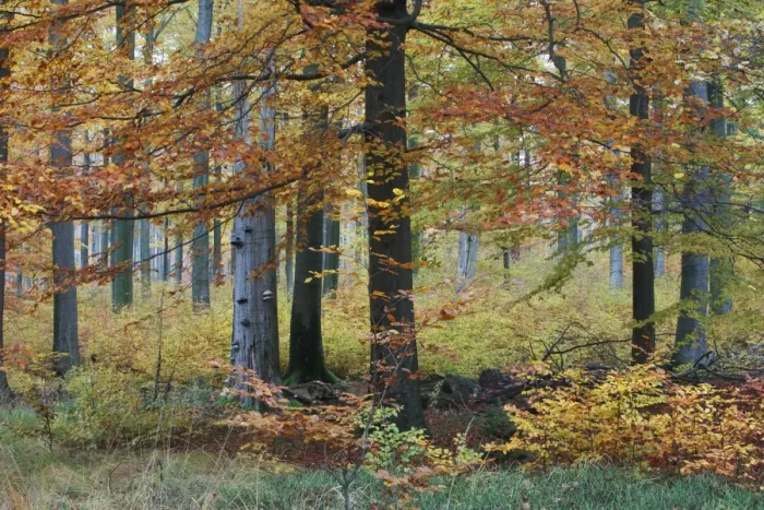 Framed Print : Beech Forest - in autumn colour - Reinhardswald - N. Hessen - Germany Framed Print : Beech Forest - in autumn colour - Reinhardswald - N. Hessen - Germany