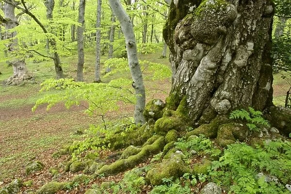 Beech forest giant specimen in Bosco di Sant Antonio in early spring Abruzzian mountains, Majella National Park, Italy