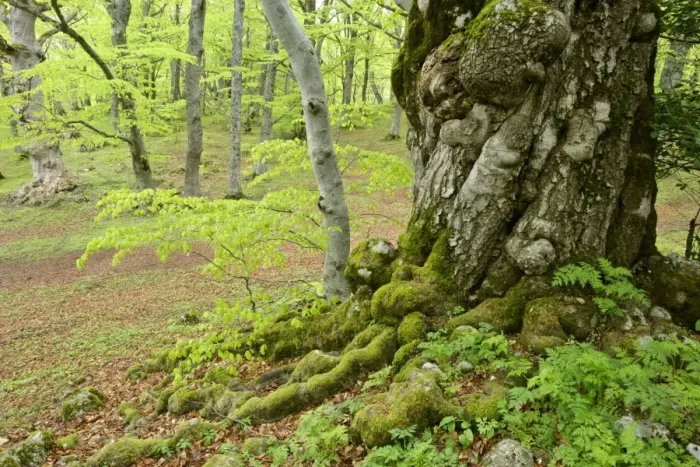 Framed Print : Beech forest giant specimen in Bosco di Sant Antonio in early spring Abruzzian mountains, Majella National Park, Italy Framed Print : Beech forest giant specimen in Bosco di Sant Antonio in early spring Abruzzian mountains, Majella National Park, Italy