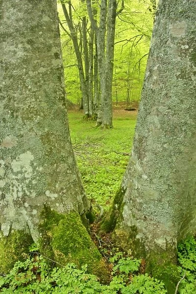 Beech forest two giant specimen framing others in Bosco di Sant Antonio in early spring Majella National Park, Abruzzian mountains, Italy