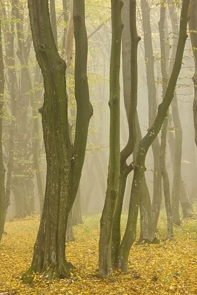 Beech and hornbeam woodland in the mist, Breite, near Sigishoara; Transylvania, Romania