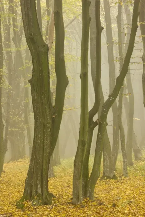 Framed Print : Beech and hornbeam woodland in the mist, Breite, near Sigishoara; Transylvania, Romania Framed Print : Beech and hornbeam woodland in the mist, Breite, near Sigishoara; Transylvania, Romania