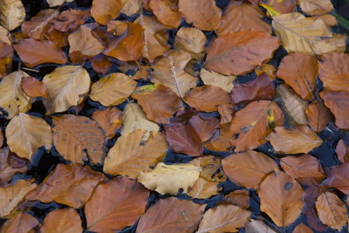 Framed Print : Beech leaf Serrahn 01 Framed Print : Beech leaf Serrahn 01