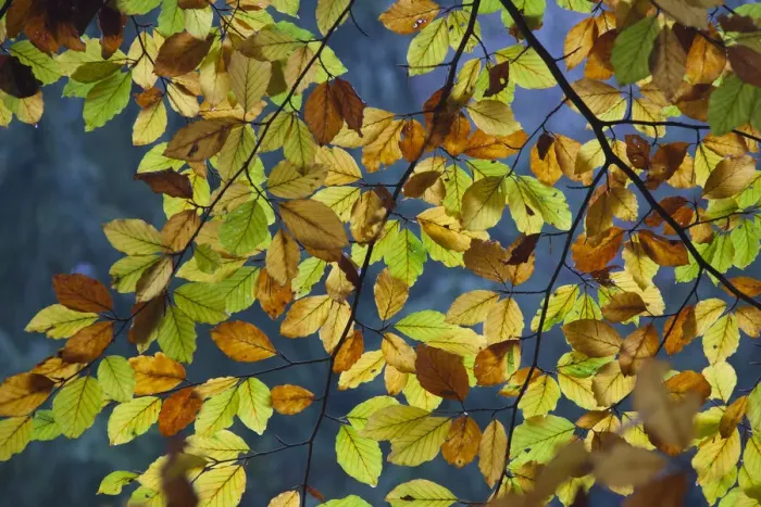 Framed Print : Beech leaf Serrahn 02