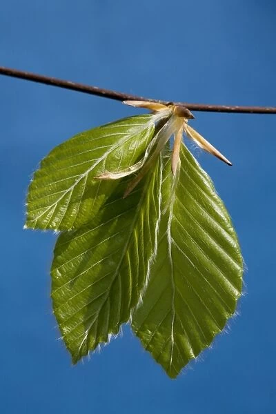 Beech leafs burgeon