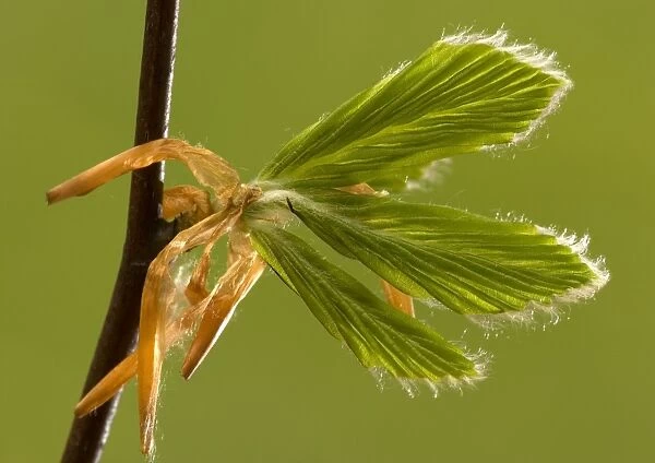 Beech leaves unfurling in spring