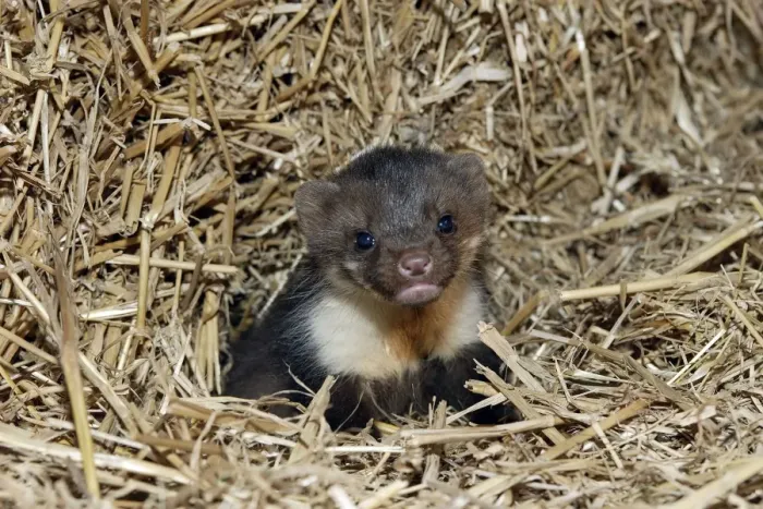 Framed Print : Beech Marten; (Stone Marten). 5 weeks old Framed Print : Beech Marten; (Stone Marten). 5 weeks old