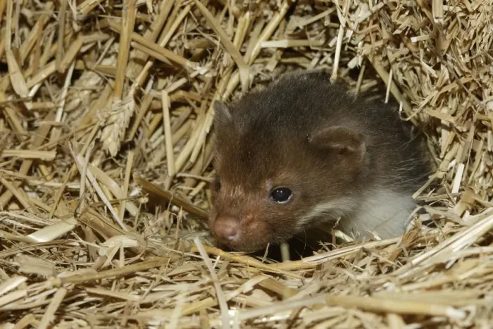 Framed Print : Beech Marten; (Stone Marten). 5 weeks old Framed Print : Beech Marten; (Stone Marten). 5 weeks old