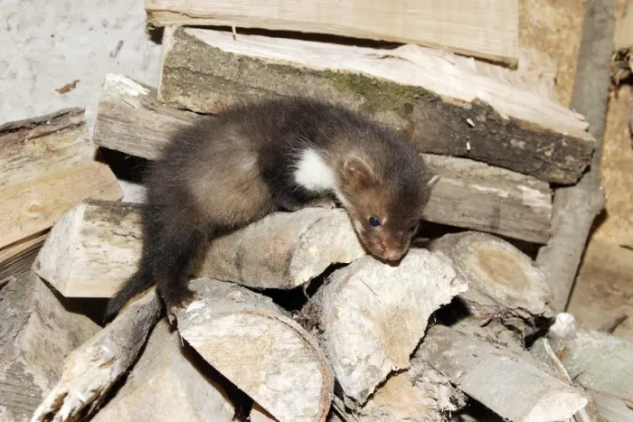Framed Print : Beech / Stone Marten - 5 weeks old. France Framed Print : Beech / Stone Marten - 5 weeks old. France