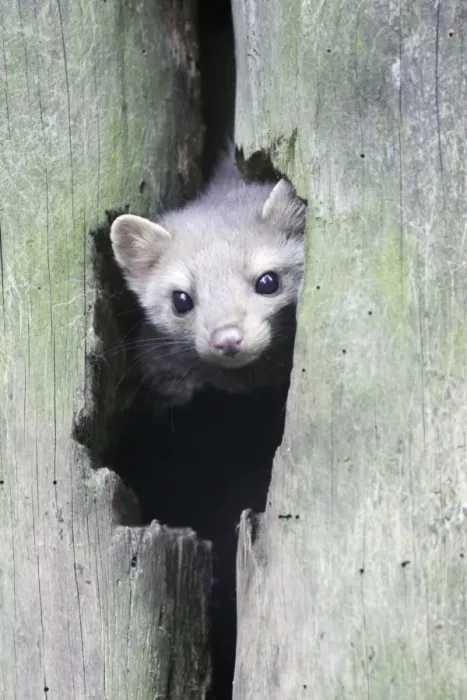 Framed Print : Beech / Stone Marten - looking out of den entrance in tree stem, Hessen, Germany Framed Print : Beech / Stone Marten - looking out of den entrance in tree stem, Hessen, Germany