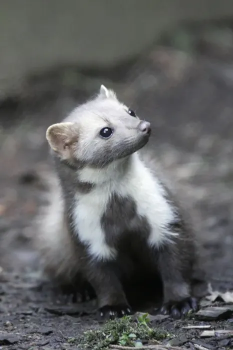 Framed Print : Beech  /  Stone Marten - portrait showing white markings on front of animal, Hessen, Germany