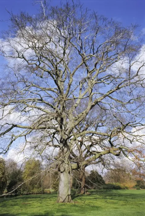 Framed Print : Beech Tree