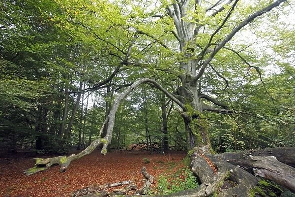 Beech Tree - Ancient Forest in early autumn, Sababurg National Park, North Hessen, Germany