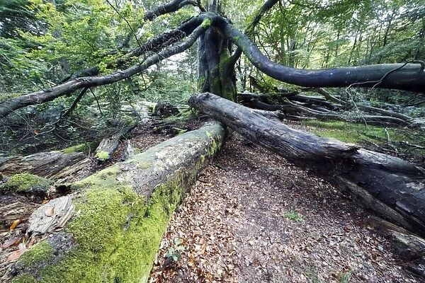 Beech Tree - Ancient Forest in early autumn, Sababurg Ancient Forest NP, Hessen, Germany