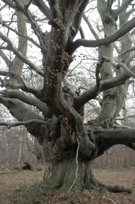 Framed Print : Beech Tree: an ancient pollard in winter, Ashridge, Chilterns. UK Framed Print : Beech Tree: an ancient pollard in winter, Ashridge, Chilterns. UK