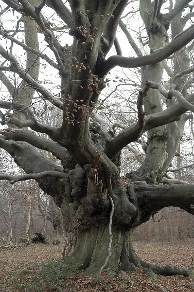Beech Tree: an ancient pollard in winter, Ashridge, Chilterns. UK