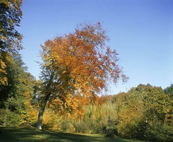 Beech Tree - in Autumn