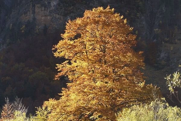Beech Tree - in Autumn. Ordesa Valley - Spain