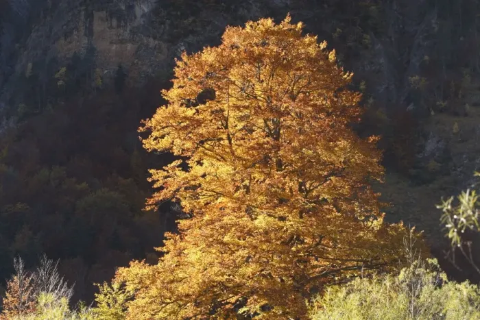 Framed Print : Beech Tree - in Autumn. Ordesa Valley - Spain Framed Print : Beech Tree - in Autumn. Ordesa Valley - Spain
