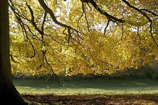 Beech tree - Backlit in autumn colours. Westonbirt Arboretum Tetbury UK
