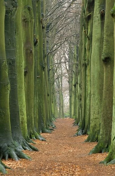 Beech Tree - beech avenue in autumn Netherlands 80053215