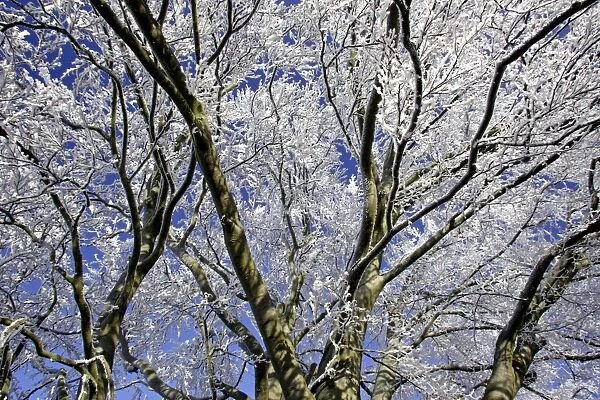 Beech Tree Crown - Covered in snow and frost in winter. Meissner Hills, North Hessen, Germany