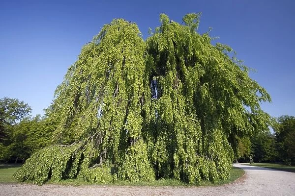 Beech Tree - hanging variety - in park - springtime - Hessen- Germany