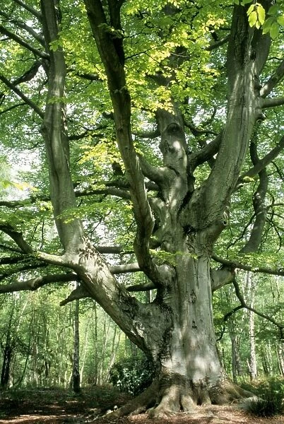 Beech Tree - known as ‘Witches Beech Nap Wood, Sussex, UK