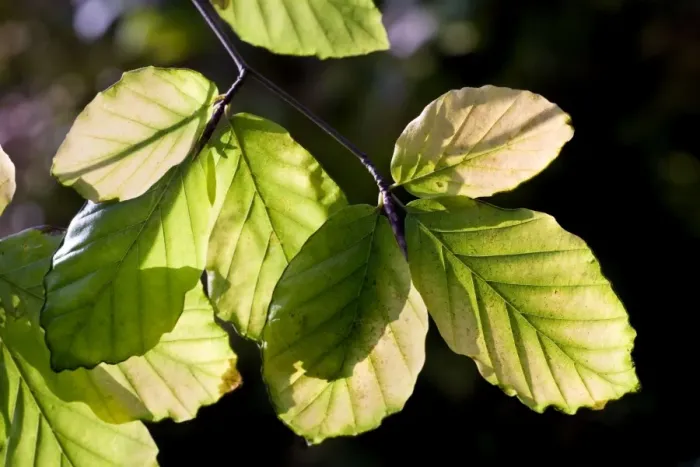 Framed Print : Beech Tree - leaves Framed Print : Beech Tree - leaves