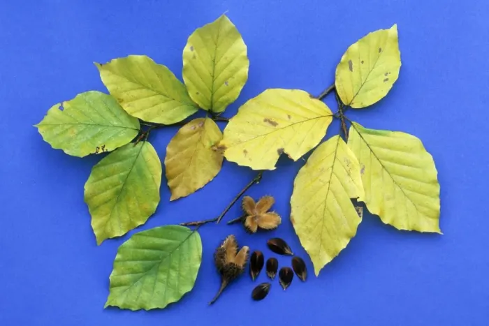 Framed Print : Beech Tree - leaves and beech mass fruits in autumn, Lower Saxony, Germany Framed Print : Beech Tree - leaves and beech mass fruits in autumn, Lower Saxony, Germany