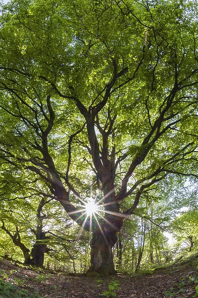 Beech Tree, picture taken against the light and at a low angle, in springtime, with sunburst effect of the sun, Hessen, Germany