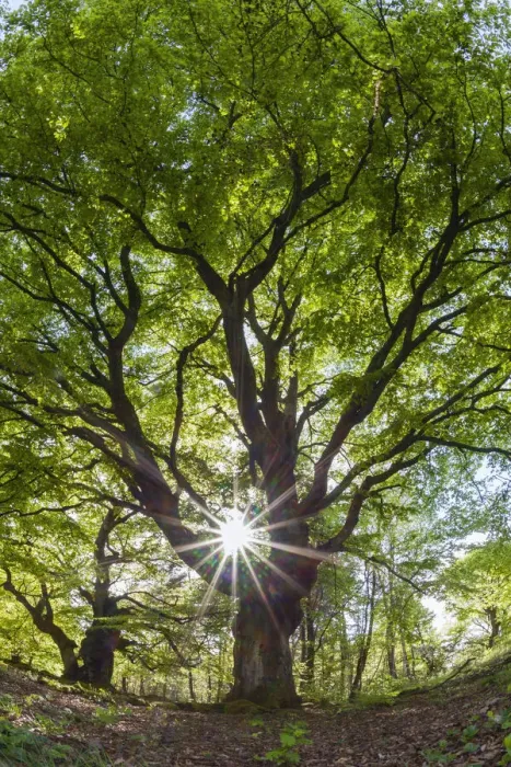 Framed Print : Beech Tree, picture taken against the light and at a low angle, in springtime, with sunburst effect of the sun, Hessen, Germany Framed Print : Beech Tree, picture taken against the light and at a low angle, in springtime, with sunburst effect of the sun, Hessen, Germany