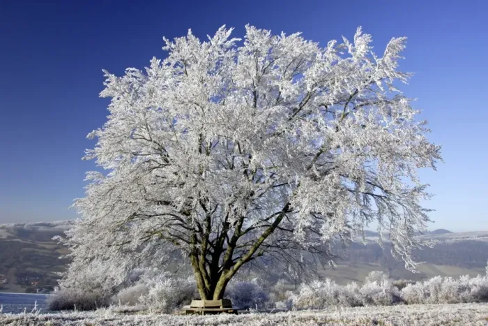 Framed Print : Beech Tree in Winter - Covered with frost and snow in December Meissner Hills, North Hessen, Germany Framed Print : Beech Tree in Winter - Covered with frost and snow in December Meissner Hills, North Hessen, Germany