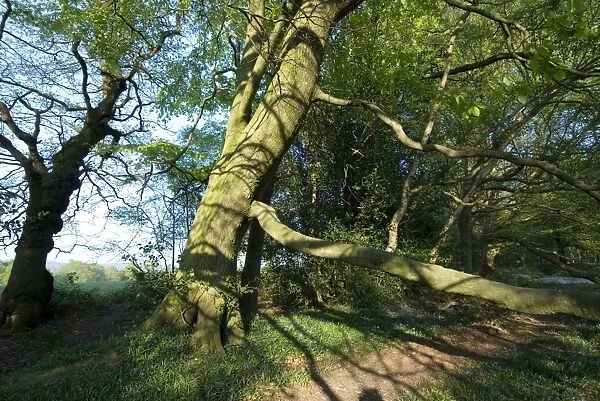 Beech Tree - on woodland boundary bank - Spring - Sussex - UK