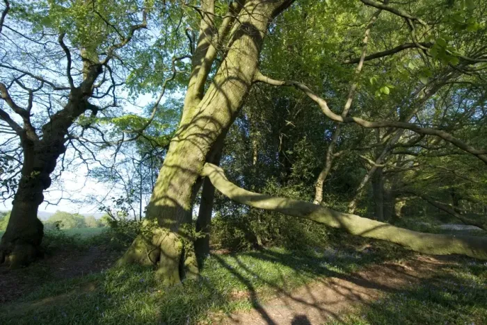 Framed Print : Beech Tree - on woodland boundary bank - Spring - Sussex - UK Framed Print : Beech Tree - on woodland boundary bank - Spring - Sussex - UK