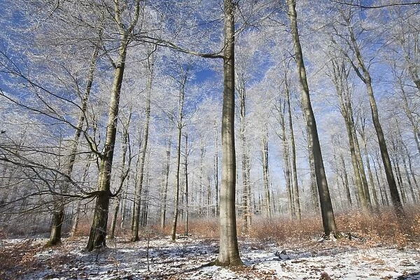 Beech Tree - woodland covered in frost - North Hessen - Germany