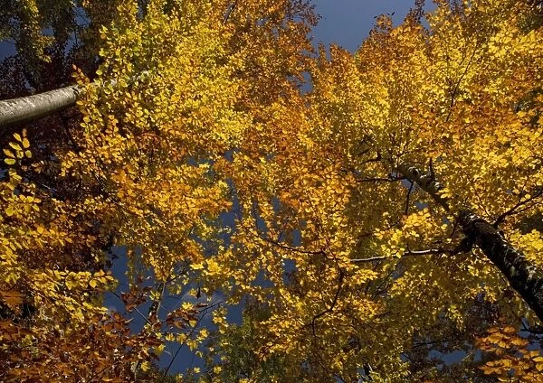 Beech Trees - In Autumn