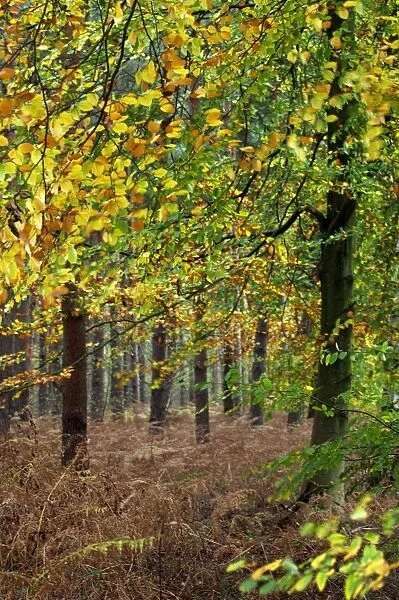 Beech trees - Autumn. Groombridge Woods - East Sussex - UK. October