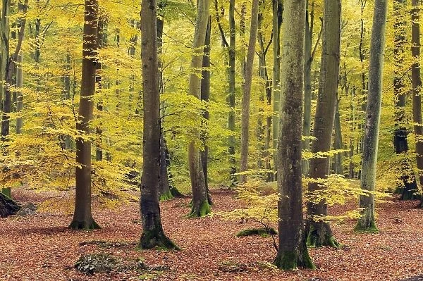 Beech Trees Forest, Autumn Compiegne, France