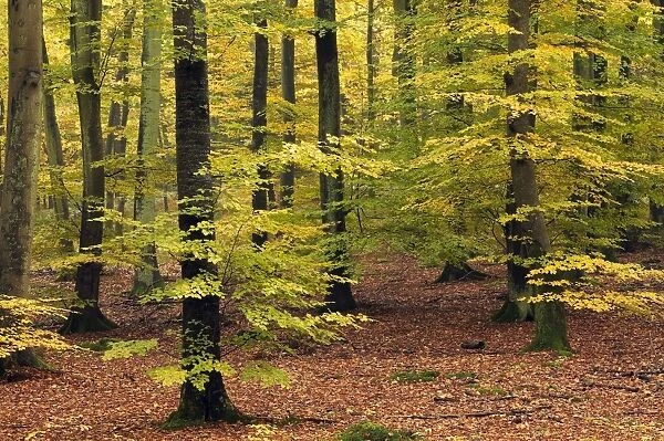 Beech Trees Forest, Autumn Compiegne, France