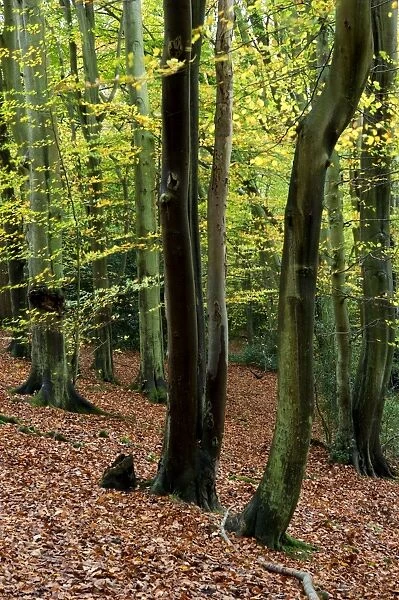 Beech trees - smooth trunked in Autumn. Groombridge Woods - East Sussex - UK. October