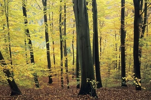 Beech Trees - woodland in autumn, Lower Saxony, Germany