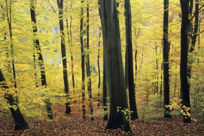 Framed Print : Beech Trees - woodland in autumn, Lower Saxony, Germany Framed Print : Beech Trees - woodland in autumn, Lower Saxony, Germany