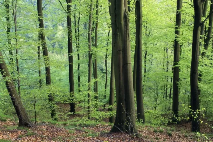 Framed Print : Beech Trees - woodland in spring, Lower Saxony, Germany Framed Print : Beech Trees - woodland in spring, Lower Saxony, Germany