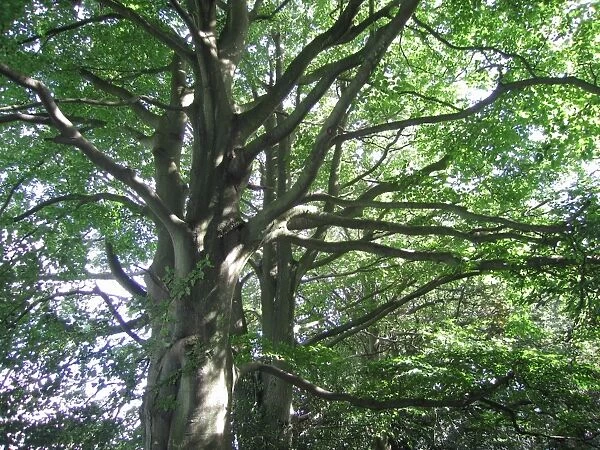 Beech Trees - on wooodland boundary bank - on the Weald - Sussex - UK