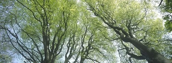 Beech Trees - Young emergent leaves