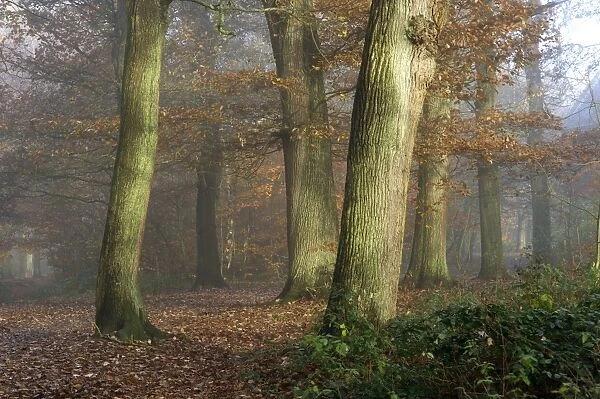 Beech wood - in morning mist. Southborough Woods, Kent. December
