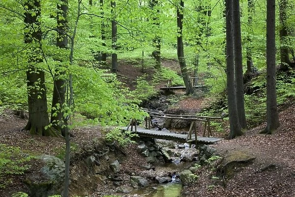 Beech Wood - and stream in spring