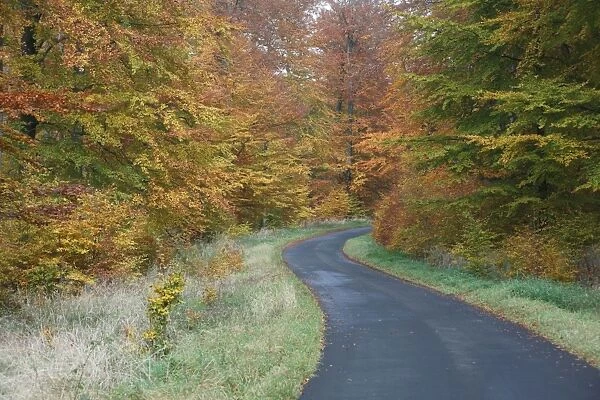 Beech Woodland, in autumn colour and country road, Hessen, Germany