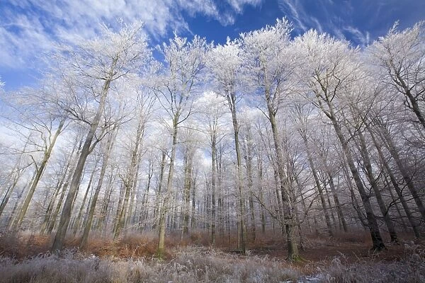 Beech Woodland - covered with frost in winter - North Hessen - Germany